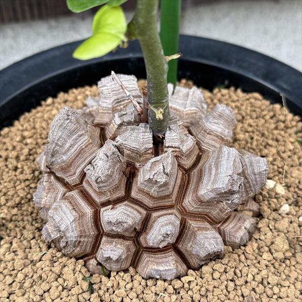 楽天市場】コーデックス：アフリカ亀甲竜*塊根幅7cm 現品！一品限り