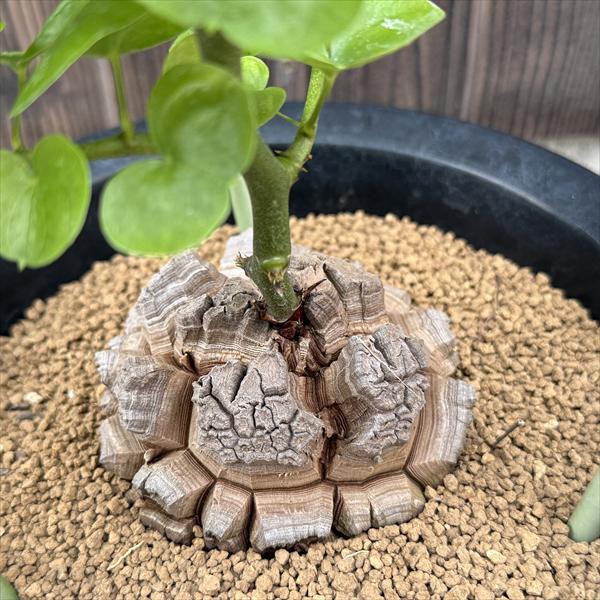 ☆特価☆コーデックス：アフリカ亀甲竜*塊根幅9ｃｍ　現品！一品限り