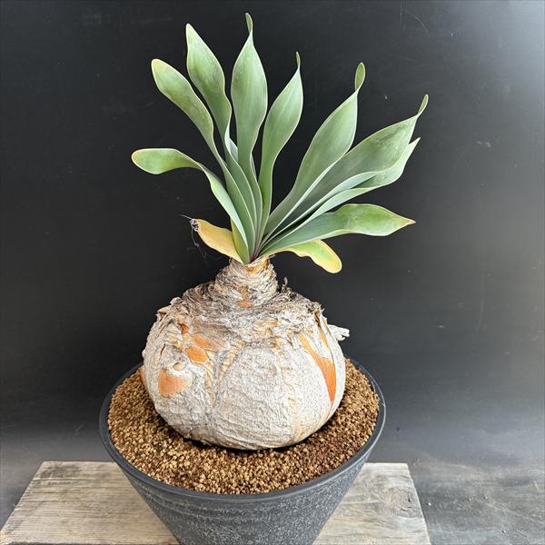 楽天市場】☆特価☆コーデックス：ブーファン ハエマンソイデス*塊幅