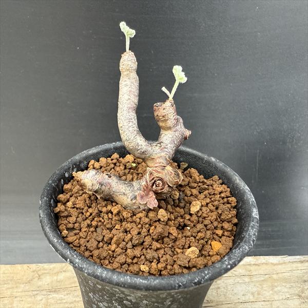 楽天市場】☆特価☆コーデックス：ペラルゴニウム ミラビレ*幅39cm