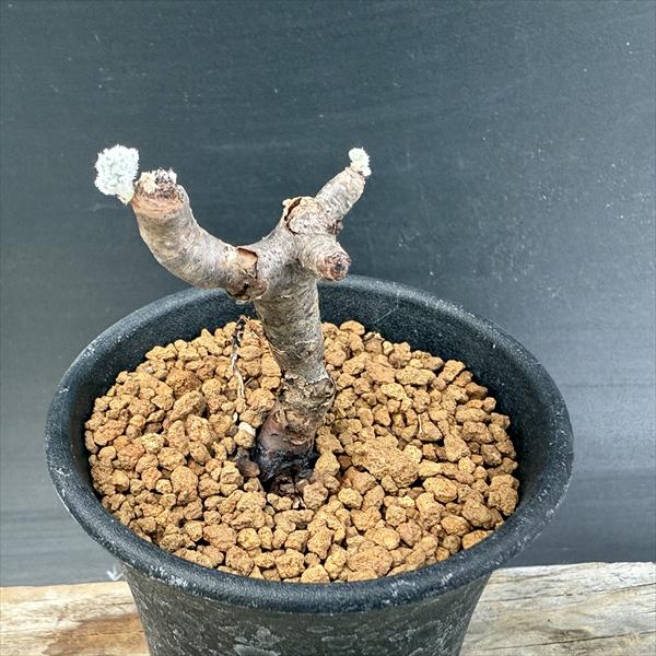 楽天市場】☆特価☆コーデックス：ペラルゴニウム ミラビレ*幅39cm