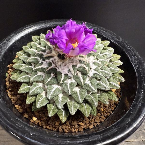 楽天市場】サボテン：アリオカルプス 竜角牡丹 実生*幅4.5cm 現品