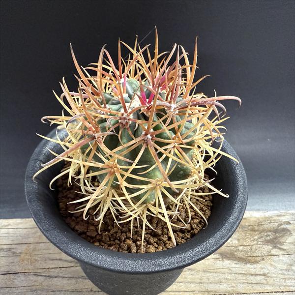 【現品】サボテン：フェロカクタス　金冠竜　5号　TD番 現品】サボテン：フェロカクタス 金冠竜 5号 TD番 金冠竜(B02)：フェロ