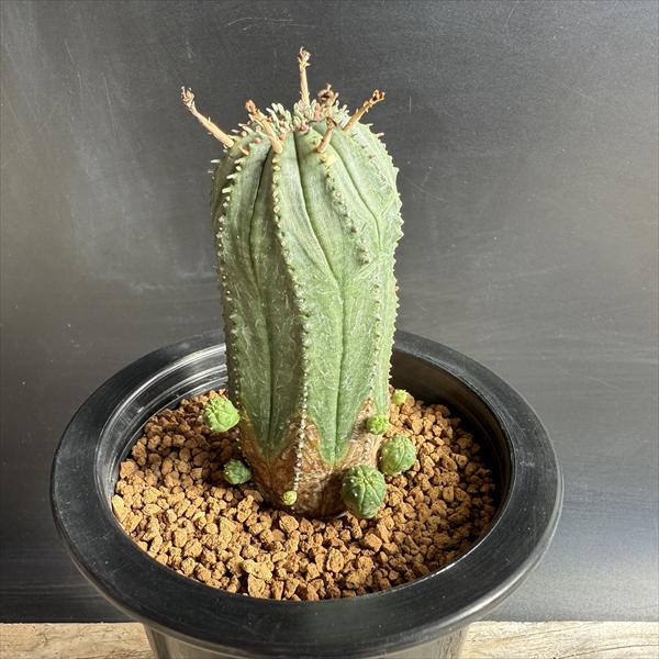 楽天市場】多肉植物：ユーフォルビア ポリゴナ*葉幅4cm : 遊恵盆栽