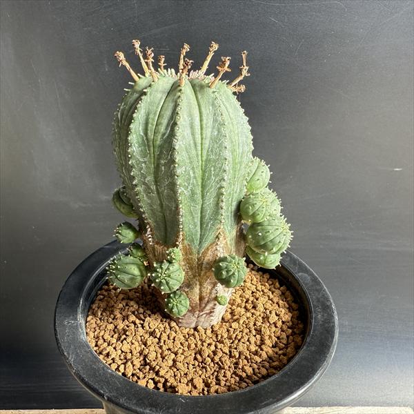 F715 特選 ユーフォルビア ヘディオトイデス 良型選抜株 大株 ユーフォルビア ヘディオトイデス Euphorbia hedyotoides no.7