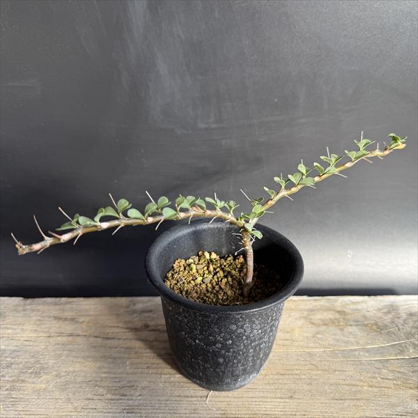 楽天市場】コーデックス：サルコカウロン ヘレー 竜骨城*葉幅3cm