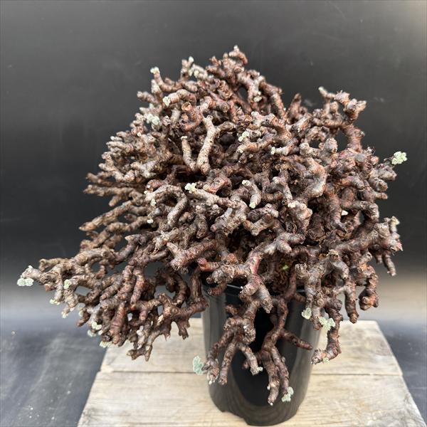 楽天市場】☆特価☆コーデックス：サルコカウロン ムルチフィズム 発根