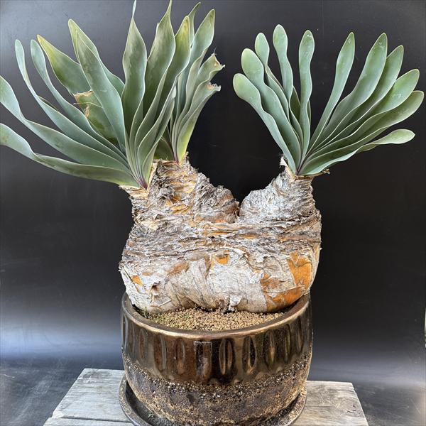 楽天市場】☆特価☆コーデックス：ブーファン ハエマンソイデス*塊幅