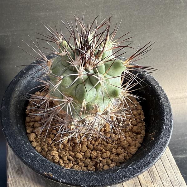 楽天市場】サボテン：ディスコカクタス ギガンティア 実生*幅6.5cm