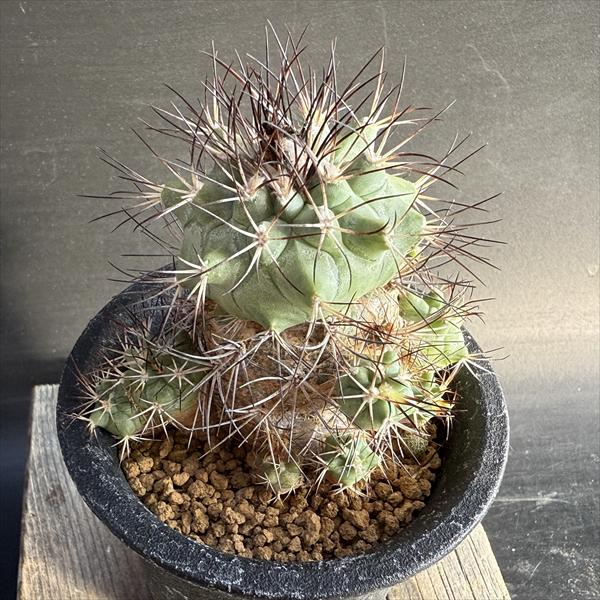 楽天市場】サボテン：エキノカクタス 太平丸 実生*幅16cm 現品！一品