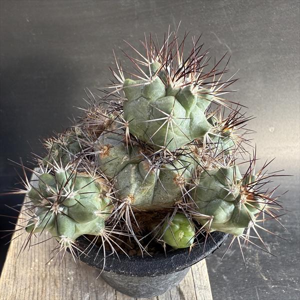 楽天市場】サボテン：ストロンボカクタス 菊水*幅5.5cm 現品！一品限り