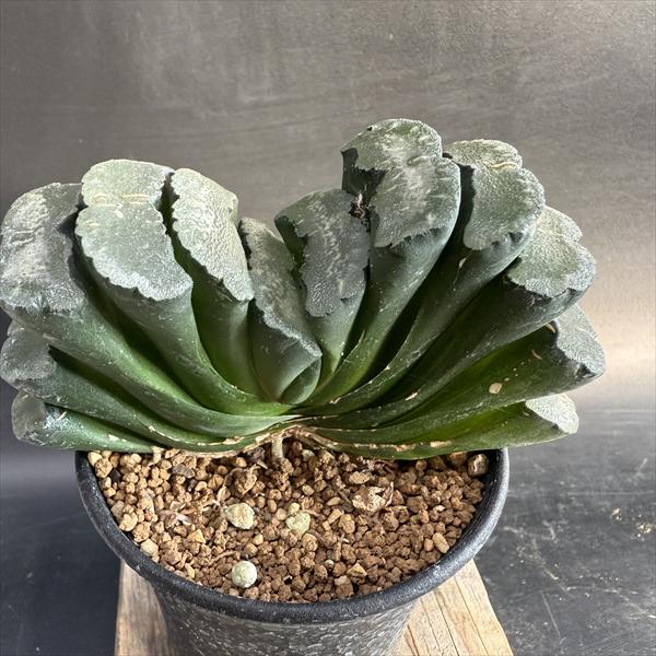 楽天市場】多肉植物：ハオルチア 玉扇錦*幅7.5cm 現品！一品限り