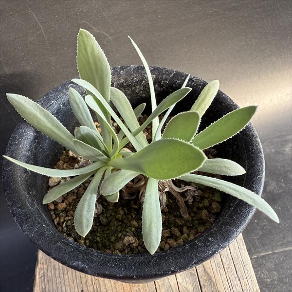 楽天市場】コーデックス：オトンナ ヘレー×アルミアナ 実生*S 幹幅2.5