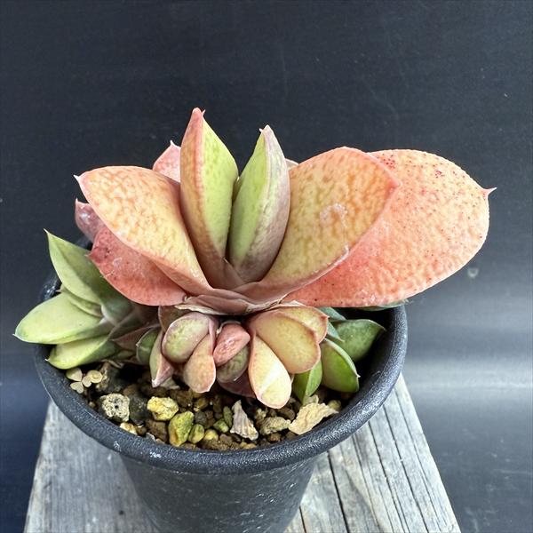 楽天市場】多肉植物：ガステリア 西村臥牛*S 幅4cm : 遊恵盆栽 楽天