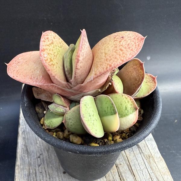 楽天市場】☆特価☆多肉植物：ガステリア ピランシー錦*幅14cm 現品