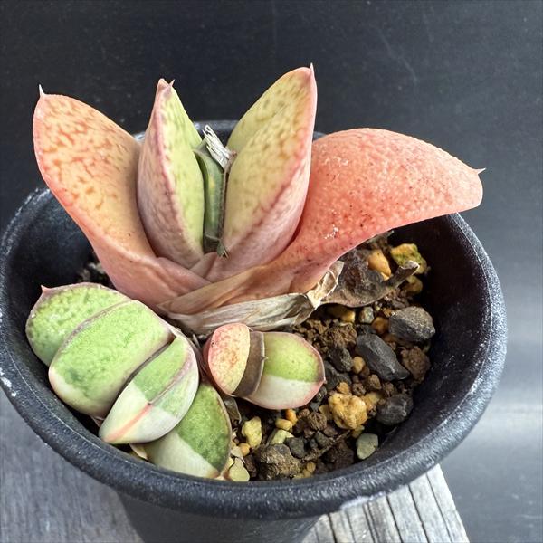 楽天市場】多肉植物：ガステリア 白肌特小型ダルマ臥牛*幅6cm : 遊恵