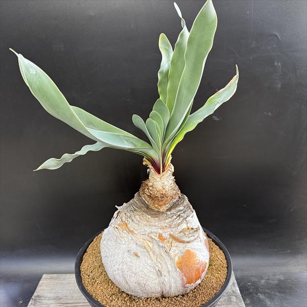 kazuyuke2776さん専用ハエマンソイデス ブーファン kazuyuke2776さん専用ハエマンソイデス ブーファン kazuyuke2776さん