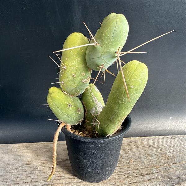 楽天市場】サボテン：トリコケレウス 珍宝閣 なるほど柱*幅8cm 現品