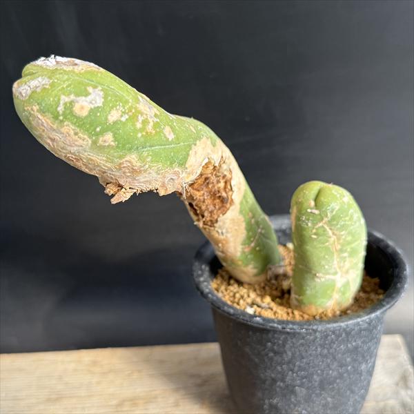 楽天市場】サボテン：トリコケレウス 珍宝閣 なるほど柱*幅8cm 現品