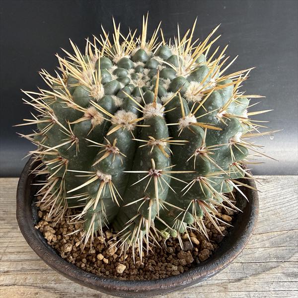 Ⓜ*︎様 希少　サボテン　岩石獅子　鉢底から80cm　柱サボテン 希少 サボテン 岩石獅子 鉢底から80cm 柱サボテン