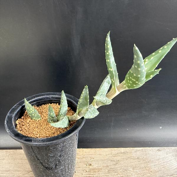 楽天市場】多肉植物：アストロロバ ハリー*幅6cm 現品 一品限り