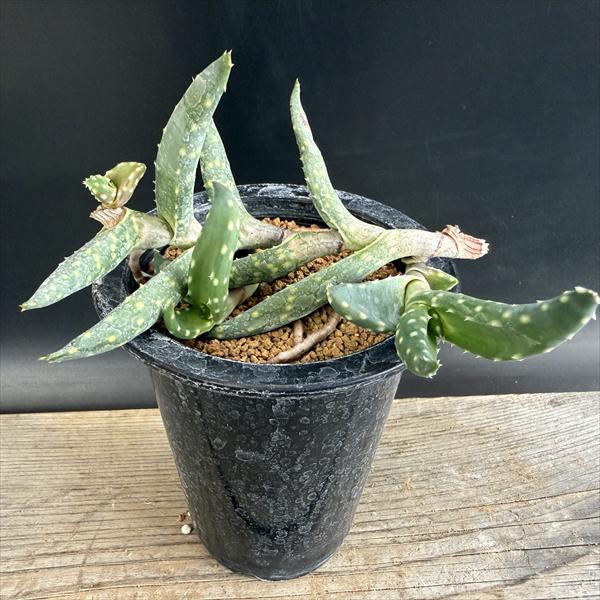 楽天市場】多肉植物：アロエ カスティロニアエ*幅21cm 現品！一品