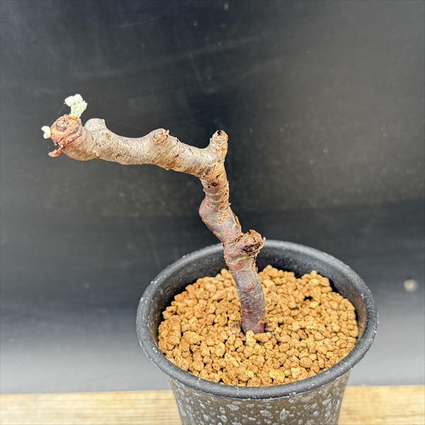 楽天市場】☆特価☆コーデックス：ペラルゴニウム ミラビレ*幅45cm