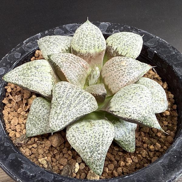 多肉植物：ハオルチア 関西系モザイクピクタ*幅8cm 現品！一品限り
