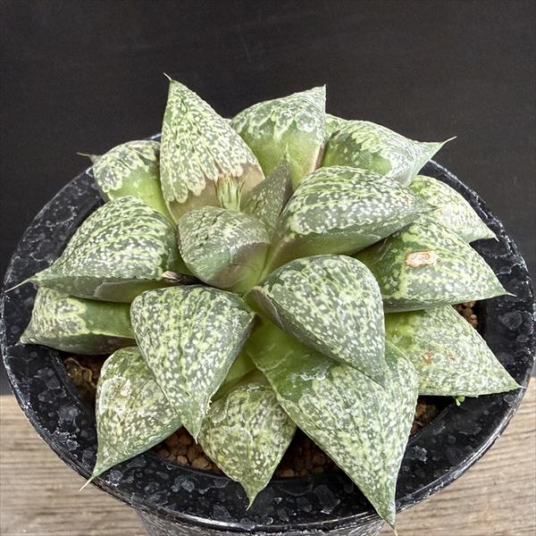 多肉植物：ハオルチア 関西系モザイクピクタ*幅10.5ｃｍ 現品！一皿分の料理区分線 観葉植物-花・ガーデン・DIY