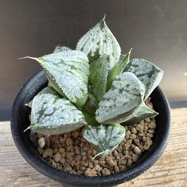 多肉植物　ハオルチア　スノーフレーク　発根済み Haworthia Snowflake – タニク-多肉植物の輸出卸売、高品質で低価格な