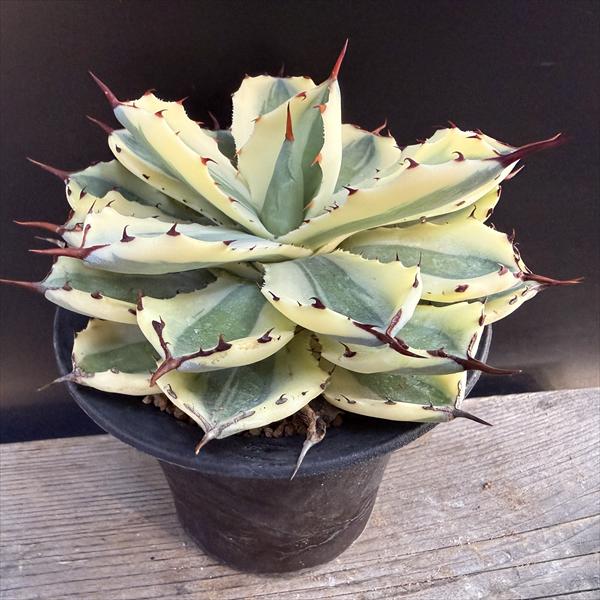 楽天市場】多肉植物：アガベ 吉祥冠錦 覆輪*M 幅10cm : 遊恵盆栽