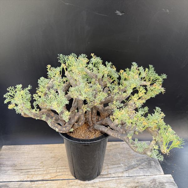 サルコカウロン　ムルチフィズム 250826 25 サルコカウロン ムルチフィズム 【発根済み】HK2402560（T) | RAFLUM