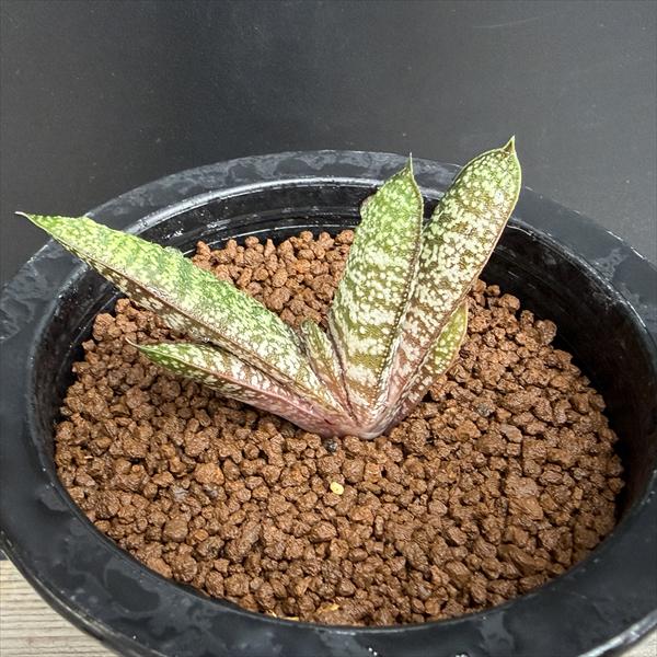 多肉植物:ガステリア バテシアナ ドロミチカ*幅7cm 現品!一品限り