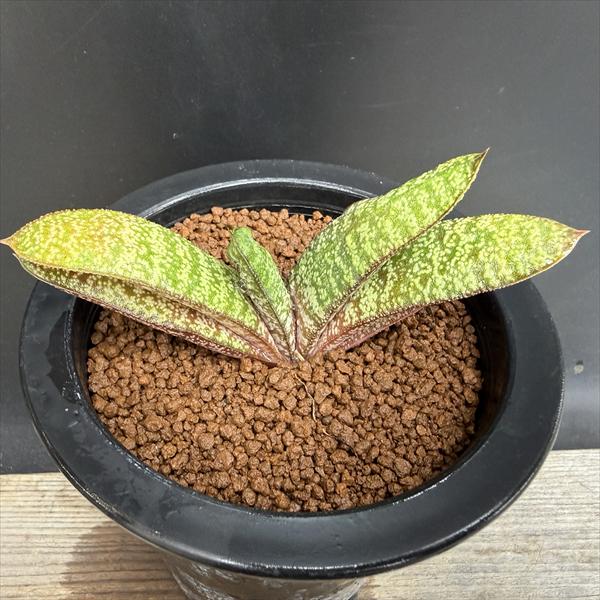 楽天市場】多肉植物：ガステリア ディスティカ×黒春鶯囀*幅12cm