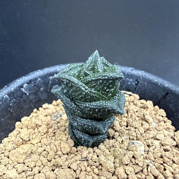 楽天市場】多肉植物：ハオルチア ニグラ No.26*幅2.5cm : 遊恵盆栽