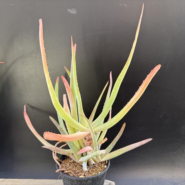 楽天市場】多肉植物：アロインドロン（アロエ） ピランシー 国内実生