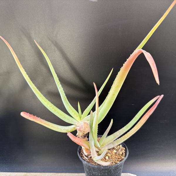多肉植物:アロエ ムンチー*幅26cm 現品!一品限り