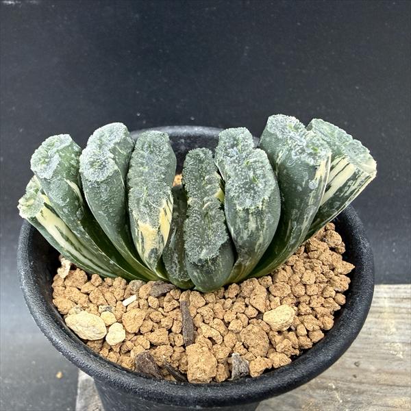 楽天市場】多肉植物：ハオルチア 玉扇錦*幅7.5cm 現品！一品限り