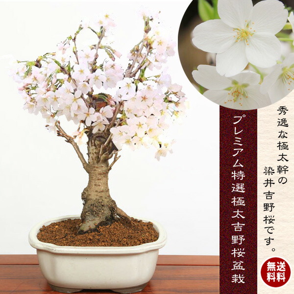 楽天市場 桜盆栽 プレミアム特選染井吉野桜 瀬戸焼モッコ縁付鉢 さくら盆栽 送料無料 遊恵盆栽 楽天市場店 楽天市場 桜盆栽 プレミアム特選染井吉野桜 瀬戸焼モッコ縁付鉢 さくら盆栽 送料無料 遊恵盆栽 楽天市場店