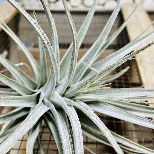 小意気 観葉植物 エアープランツ チランジア アエラントスhb Foxunivers Com