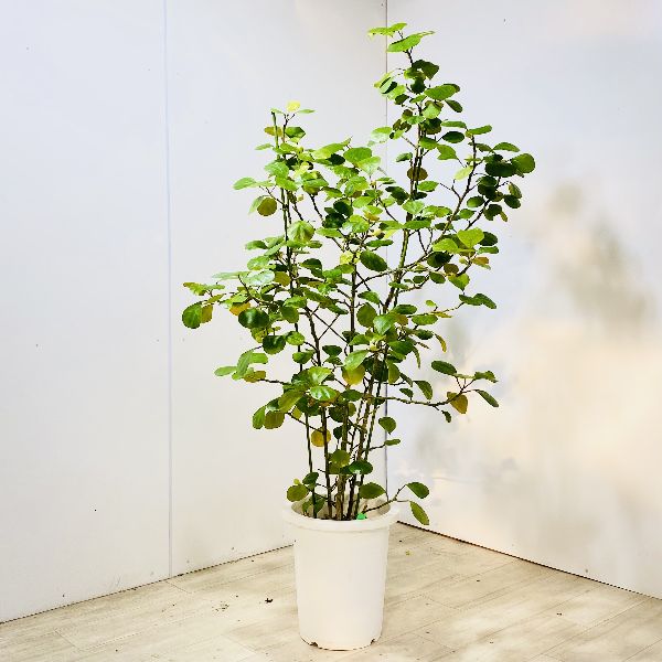 楽天市場 おしゃれ 観葉植物 コバンボダイジュ フィカス デルトイデア プラポット 現品をお届け 大型佐川便配送 遊恵盆栽 楽天市場店