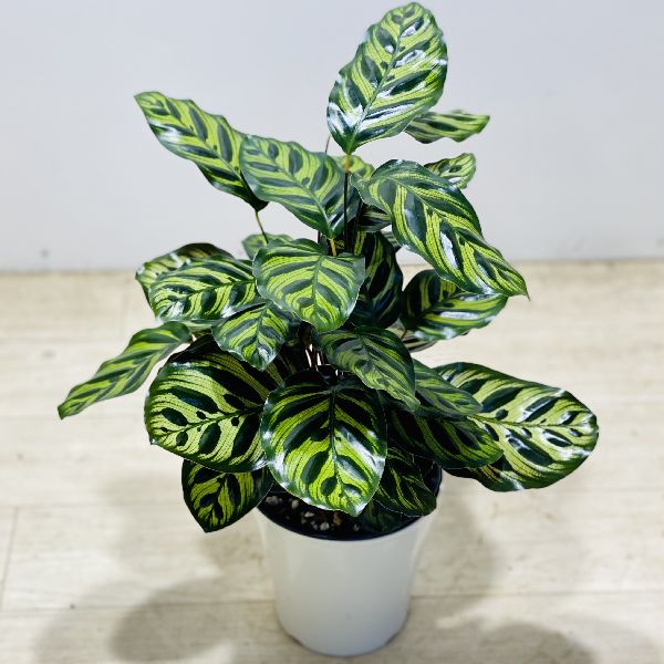 ファッショナブル 観葉植物 カラテア マコヤナ 5号数 プラポット Hotjobsafrica Org