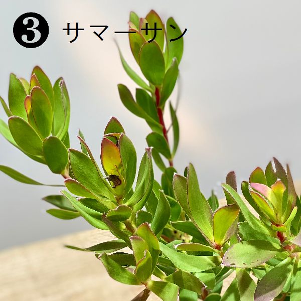 楽天市場 観葉植物 苗 リューカデンドロン 各種 4号 遊恵盆栽 楽天市場店