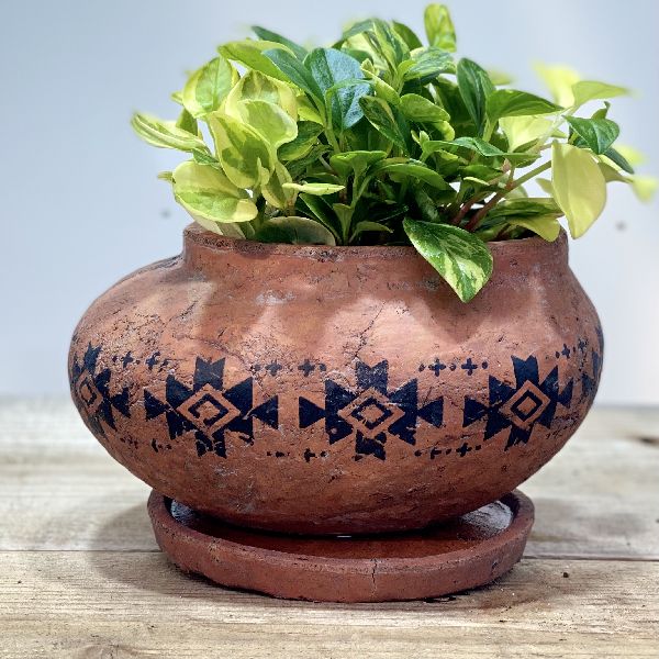 おしゃれ 観葉植物 ペペロミア グラベラ 鉢植え 受皿付 Educaps Com Br