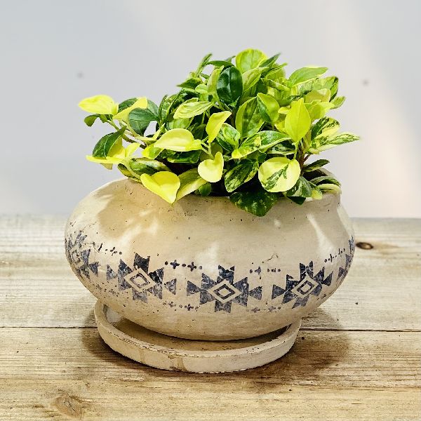 おしゃれ 観葉植物 ペペロミア グラベラ 鉢植え 受皿付 Educaps Com Br