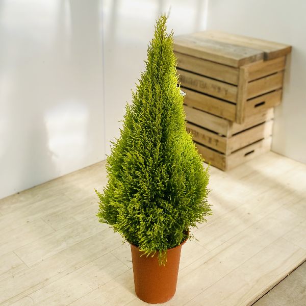 洒落 観葉草木 ゴールドクレスト ウィルマ 7号数 プラポット Doorswindowsstairs Co Uk