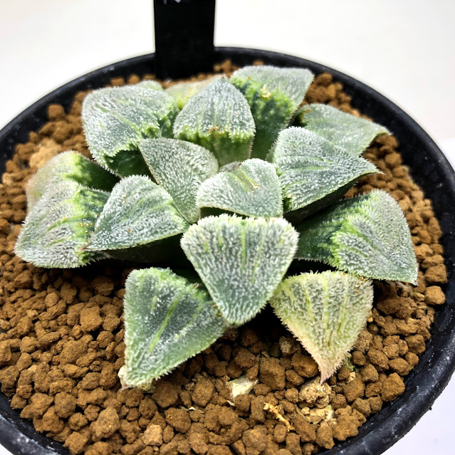 15c ハオルチア　多肉植物　指輪物語錦　自家繁殖 15c ハオルチア 多肉植物 指輪物語錦 自家繁殖 15c ハオルチア