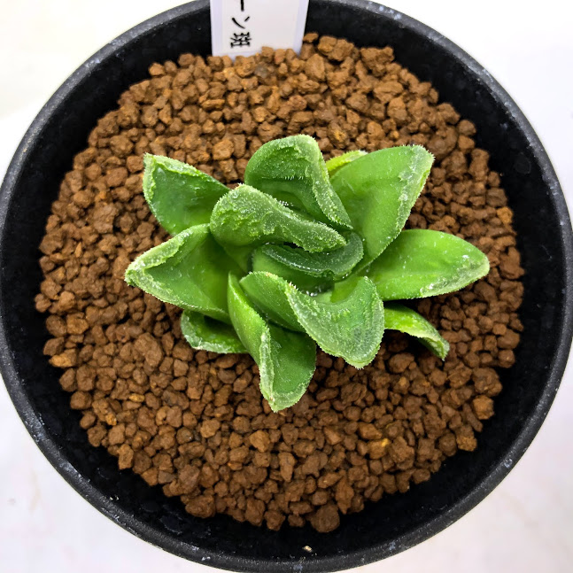 多肉植物 ハオルチア ローブ グリーン S 圏5 Foxunivers Com