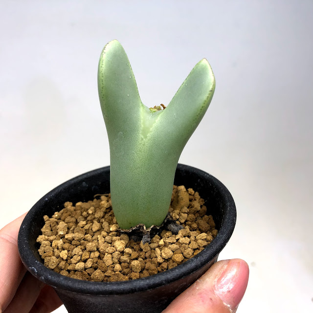 楽天市場】多肉植物：ペラルゴニウム コルツシフォリウム*幹幅1.5cm