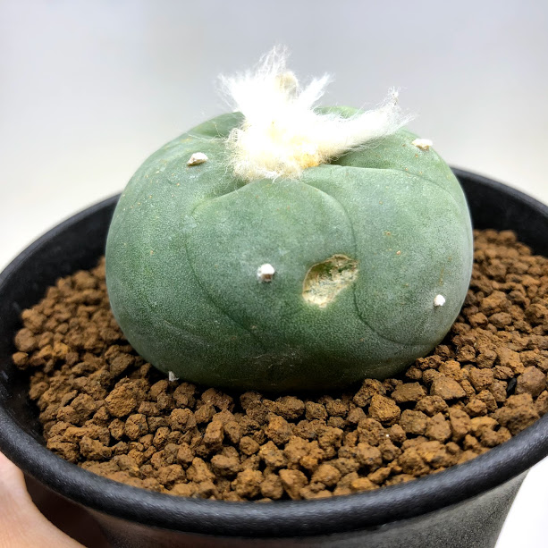 Lophophora 花 観葉植物 サボテン ロフォフォラ ディフューサ 翠冠玉 富岡タイプ 幅5ｃｍ 現品 一品限り 傷あり 遊恵盆栽 店 観葉植物 Diffusa
